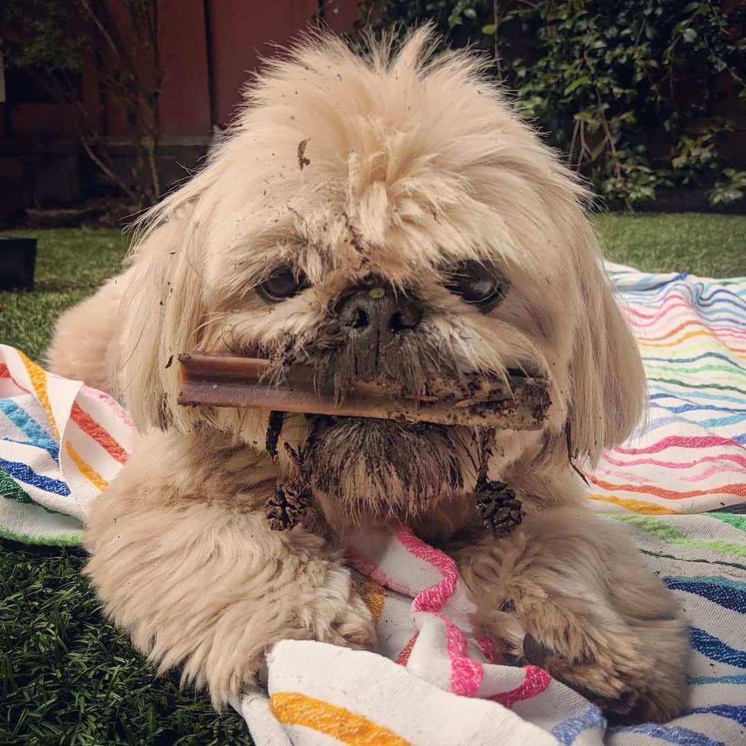 Dougie the Shih Tzuさんのインスタグラム写真 - (Dougie the Shih TzuInstagram)「Real dogs get dirty 🖤」6月3日 3時25分 - dailydougie
