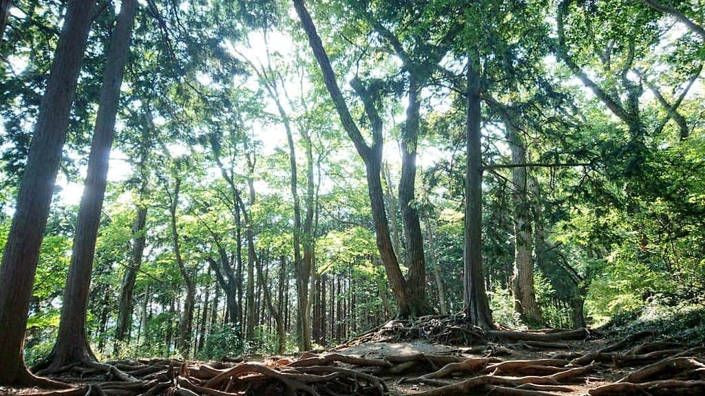 桜花のインスタグラム