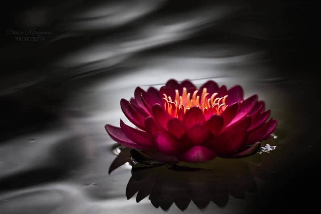 花の写真館のインスタグラム：「Photo by Rikizo Kitagawa.⠀ https://www.facebook.com/rikizo.kitagawa.73⠀ .⠀ Original Post[投稿頂いたURL]⠀ https://www.facebook.com/photo.php?fbid=1856749774592544⠀ .⠀ 本アカウントは、 #私の花の写真 をつけてInstagramに投稿された皆さまの花の写真や、「花の写真館」Facebookページで投稿された花の写真を紹介します。⠀ 「花の写真館」Facebookページは、「 @floral.photograph 」のプロフィールにあるURLからご覧ください。⠀ .⠀ #花の写真館 #floralphotograph #floralphoto #flower #flowers #富士フイルム #FUJIFILM⠀ Follow: @floral.photograph」