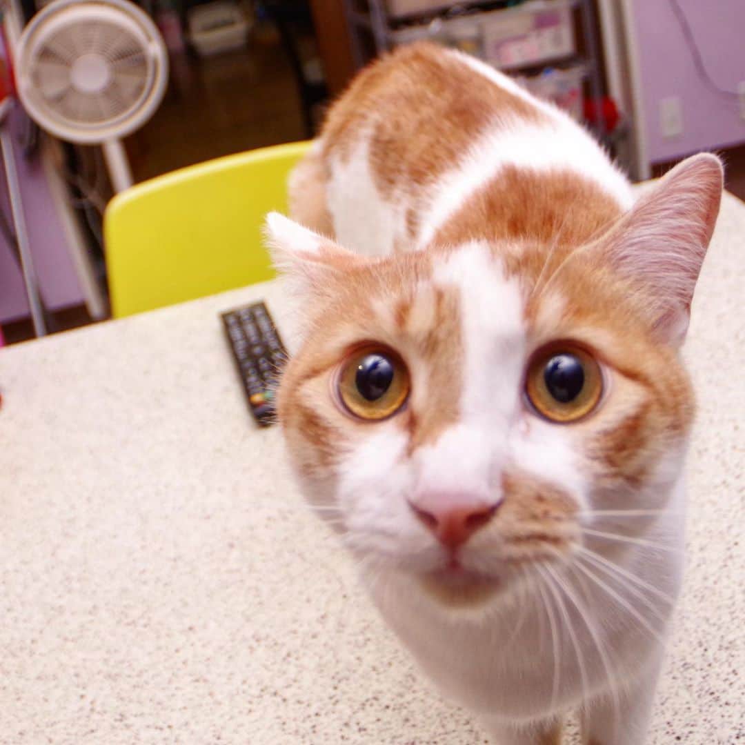 Kachimo Yoshimatsuさんのインスタグラム写真 - (Kachimo YoshimatsuInstagram)「まんまる目！ #uchinonekora #oinari #neko #cat #catstagram #kachimo #猫 #ねこ #うちの猫ら http://kachimo.exblog.jp」6月2日 19時40分 - kachimo