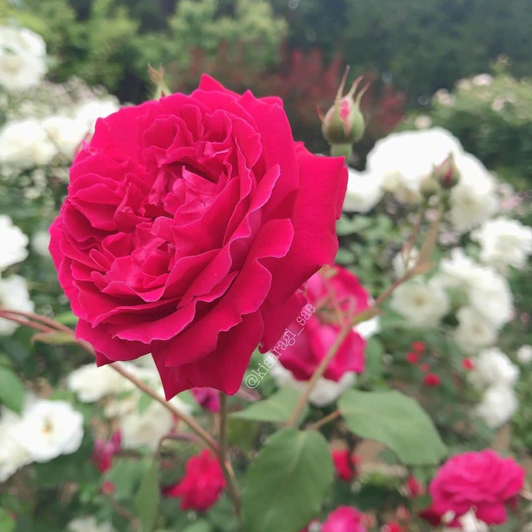 如月さえさんのインスタグラム写真 - (如月さえInstagram)「* * バラ園🌹 見頃終わりかと思ったら 綺麗に咲いてた(*´꒳`*) * #goodnighteveryone😴 #instagood #instagram #instapic #instalike  #nature_lovers #bestnatureshots #flowerstagram #bestphoto_japan  #rosegarden #バラ園 #癒しの時間 #お散歩」6月2日 19時45分 - kisaragi_sae