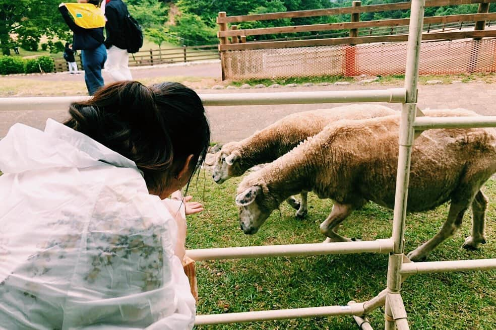 レオラさんのインスタグラム写真 - (レオラInstagram)「「Q・B・Bベビーチーズ presents FM802  SPECIAL LIVE Peaceful Moment in六甲山牧場🐑」 . 初めての六甲山⛰ 素敵でした。愛がいっぱい！！ . たくさんの方に歌を聴いていただけて、 #NakamuraEmi ちゃん、#片平里菜 さんと 肩を並べられて、 私にとっては"幸せな瞬間"だらけでした！💗 . Q・B・Bの皆さん、FM802の皆さん、 MC #仁井聡子 さん✨ 呼んでいただき、本当にありがとうございました！ . そして会場の皆さん、雨の中素敵な思い出をありがとうございました！！ . #Leola_LaLa #Leola #QBBベビーチーズ #FM802 #愛いっぱい #羊いっぱい」6月2日 19時59分 - leola_official