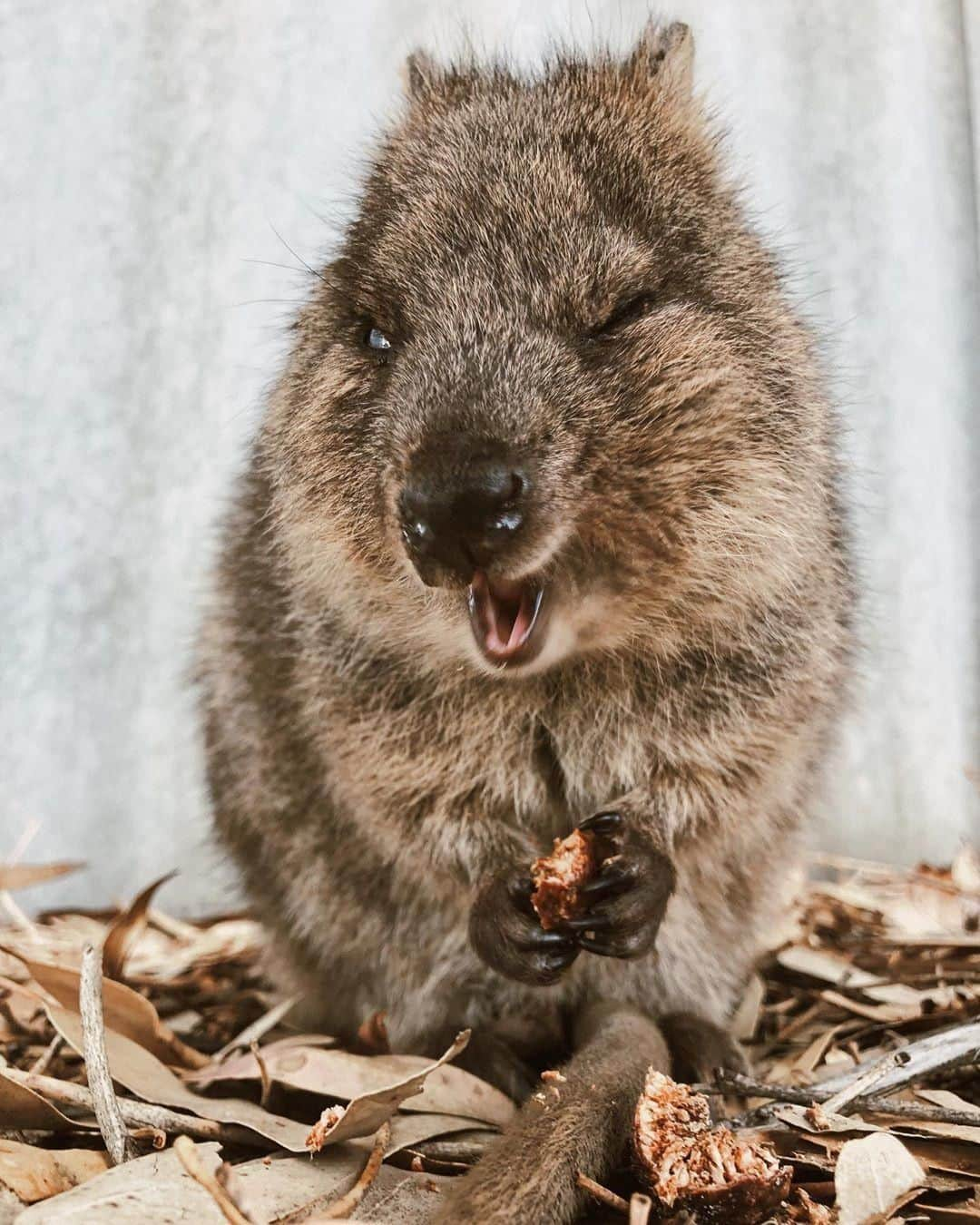 Australiaさんのインスタグラム写真 - (AustraliaInstagram)「Camera shy? Who, me?! 😉 This #quokka was certainly in a good mood when @peokuma stopped to take its portrait at @rottnestislandwa. There’s a huge population of these photogenic critters on this island in @westernaustralia, and they’re often referred to as “the happiest animals on earth” thanks to their naturally cheerful little faces and friendly nature. A ferry ride from @destinationperth or #Fremantle will get you here; just make sure you have your camera with you before you hop on board @sealinkrotto, @rottnestfastferries or @rottnestexpress.  #seeaustralia #justanotherdayinwa #rottnestisland #wildlife#travel」6月2日 20時00分 - australia