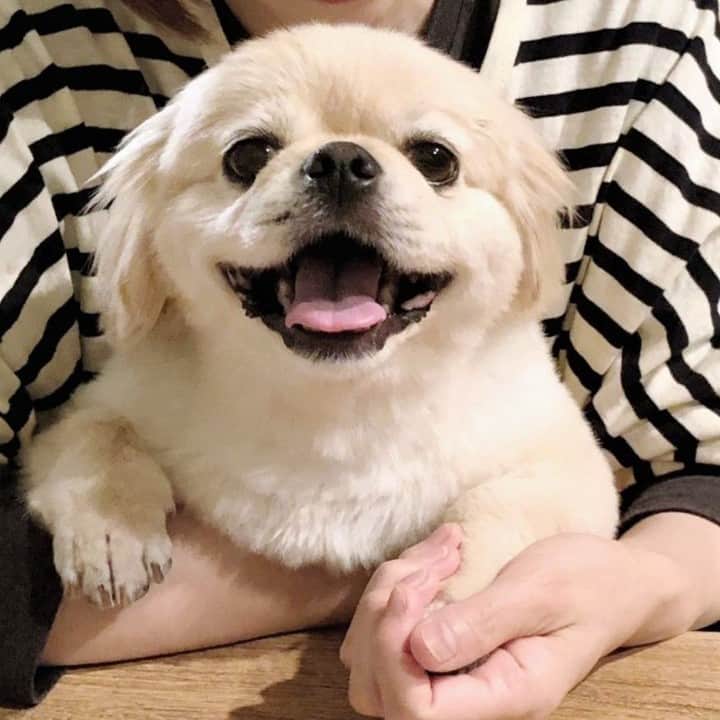 DogHuggyのインスタグラム