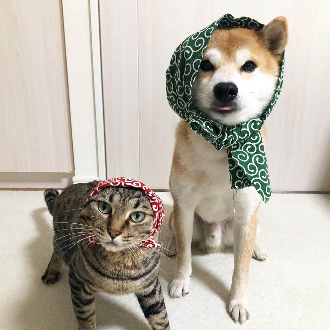 ゆうとろ（柴犬ゆうと猫のとろ）さんのインスタグラム写真 - (ゆうとろ（柴犬ゆうと猫のとろ）Instagram)「. Welcome June🐌☂️👰 Yu🐶Toro🐱 . #一日出遅れましたが #6月もよろしくお願いします☺️ #ほっかむり #レインコート苦手だからね #雨は布でしのぐ派 #オトコは黙ってほっかむり #アメブロ更新しました #ストーリーズから飛べます #ゆうとろコスプレ」6月2日 20時13分 - yuandtoro
