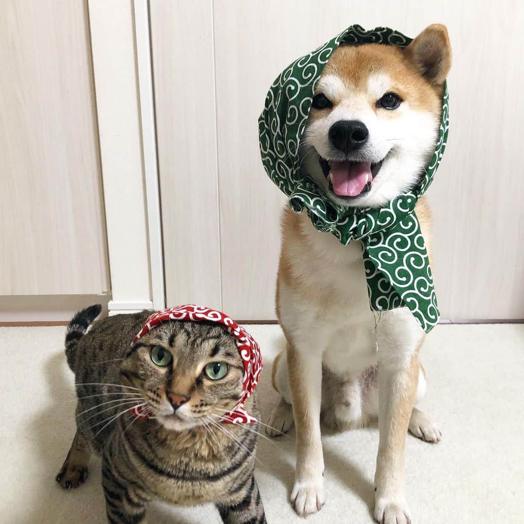 のインスタグラム：「. Welcome June🐌☂️👰 Yu🐶Toro🐱 . #一日出遅れましたが #6月もよろしくお願いします☺️ #ほっかむり #レインコート苦手だからね #雨は布でしのぐ派 #オトコは黙ってほっかむり #アメブロ更新しました #ストーリーズから飛べます #ゆうとろコスプレ」