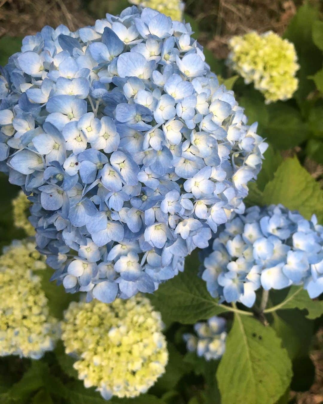 純名里沙さんのインスタグラム写真 - (純名里沙Instagram)「もう、こんな季節なんですね。。💠 ・ #紫陽花 #hydrangea #お花 #flower #大好き」6月2日 20時09分 - risajunna3158