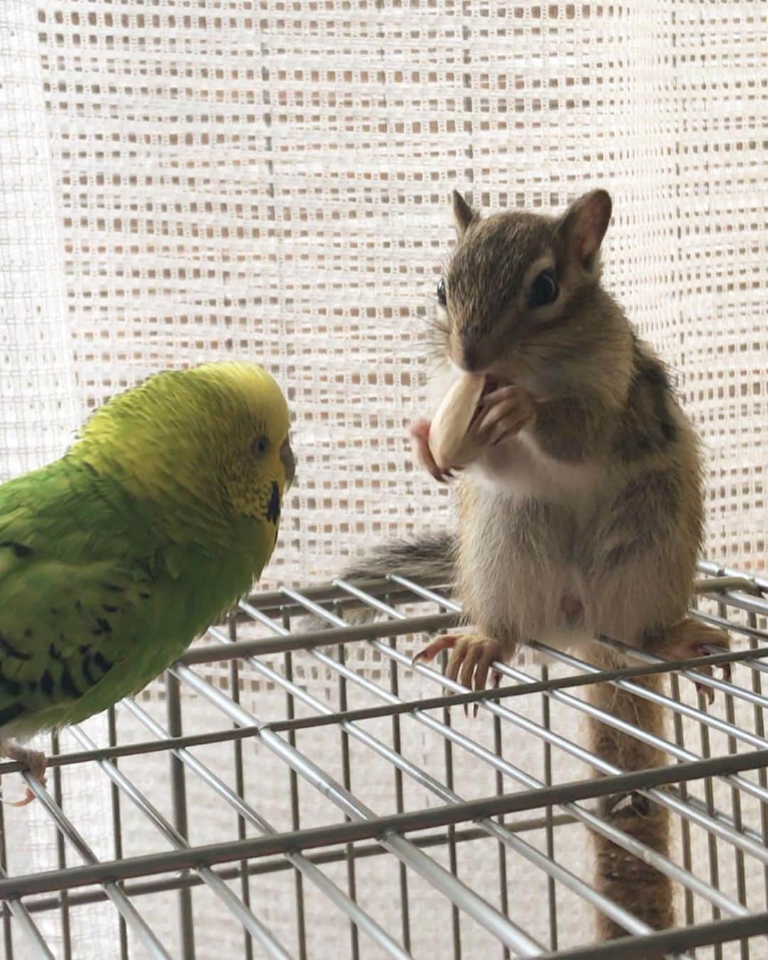 peace_0322さんのインスタグラム写真 - (peace_0322Instagram)「#リス#シマリス#インコ#セキセイインコ#ふわもこ部 ひより君何を食べてるの？👀🐤 ピスタチオ美味しい😍😆 ナデナデされても夢中だから怒らないね」6月2日 20時31分 - peace_0322