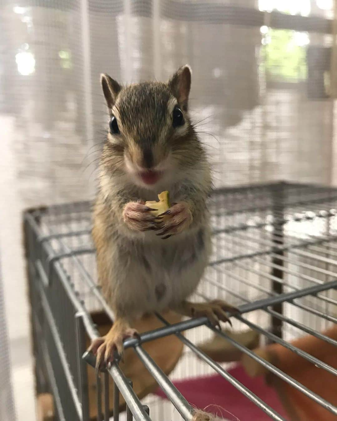 peace_0322さんのインスタグラム写真 - (peace_0322Instagram)「#リス#シマリス#インコ#セキセイインコ#ふわもこ部 ひより君何を食べてるの？👀🐤 ピスタチオ美味しい😍😆 ナデナデされても夢中だから怒らないね」6月2日 20時31分 - peace_0322