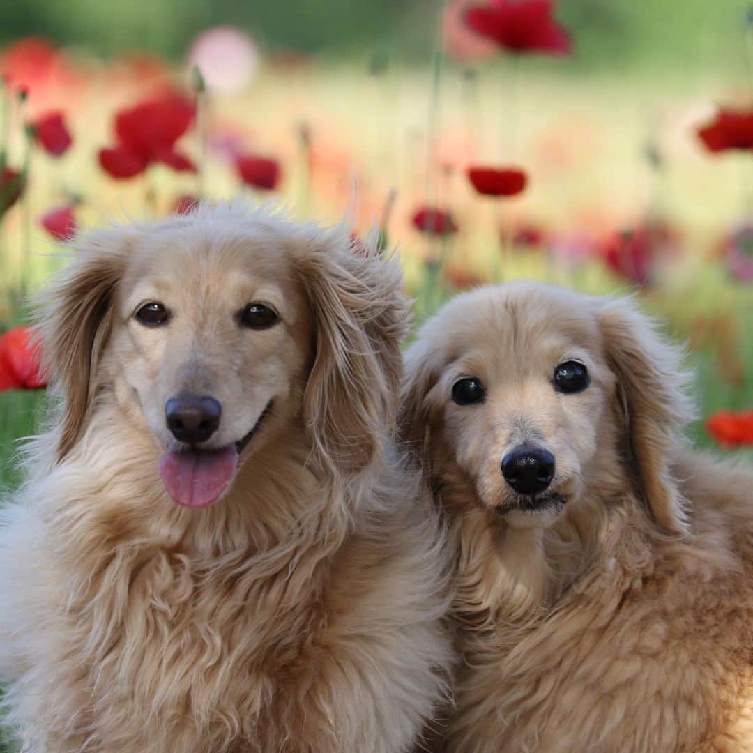 ハッチ＆ニコのインスタグラム：「🐶🐶🌺#ポピー 満開まであと少しでした。 #poppy #カメラ嫌い同好会 #pecoいぬ部 #犬の生活が第一 #癒しわんこ #dachshund #犬バカ部 #短足部 #ふわもこ部 #tokyocameraclub #東京カメラ部」