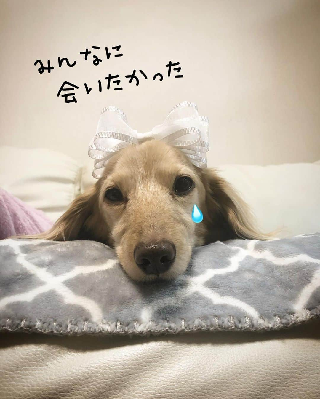 チズさんのインスタグラム写真 - (チズInstagram)「あぁー😭 今日のマルシェ 行けなかったぁ🙈🙈 急遽どうしても外せない 予定が入ってしまって…😱 DMやLINEしてくださった方 ごめんなさーい🙇‍♀️🙏 #わんわんマルシェ  #皆勤賞ならず 💧 ショック… #今夜はやけ食いだー🍖！！ 皆さまのマルシェ投稿を楽しみにしています🙇‍♀️ #Mダックス#MiniatureDachshund #ミニチュアダックス #ミニチュアダックスフンド #ミニチュアダックスクリーム #カニンヘンダックス #カニンヘンダックスフンド #犬なしでは生きていけません#愛しのわんこ #癒し犬 #ダックス13歳 #関西ダックス#短足犬 #短足部 #シニア犬#親父犬#犬は家族 #インスタでわんこみるのが日課 ♡♡♡♡」6月2日 20時37分 - sqi.chizu