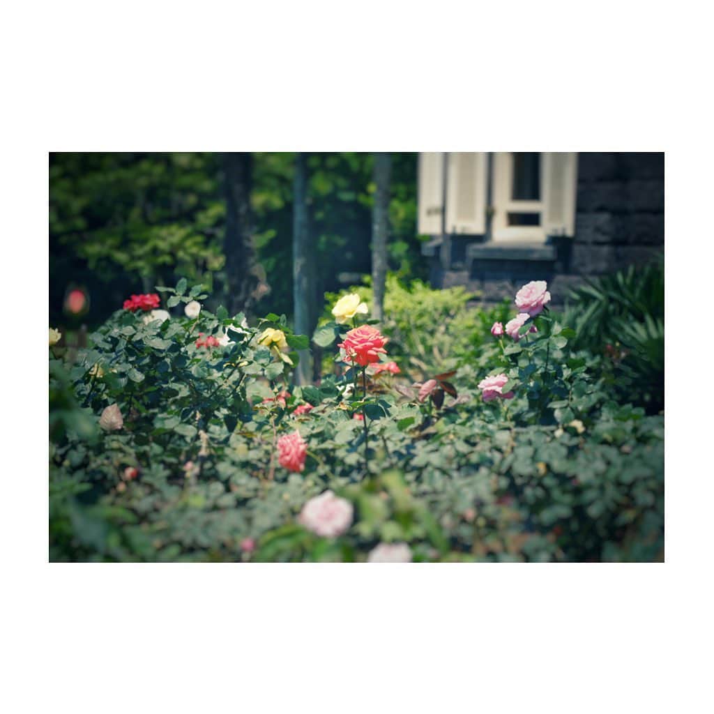 紗々さんのインスタグラム写真 - (紗々Instagram)「薔薇🌹 * #カメラ女子 #旧古河庭園 #薔薇 #お散歩カメラ #花の写真館 #photography #flowers #rose #instaflower #instagram #japanesegirl #fujifilmxt3」6月2日 20時46分 - 03sasa03
