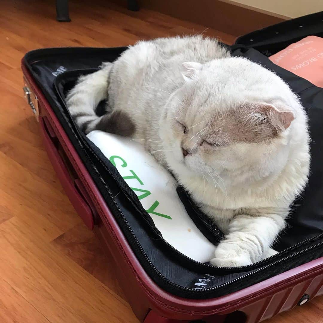 Haruさんのインスタグラム写真 - (HaruInstagram)「Life is travel. Sleeping in a luggage is travel as well. #ชีวิตคือการเดินทาง #นอนในเป๋าก็เท่ากับเดินทาง #รุจังนักท่องเที่ยวตัวกลม」6月2日 20時56分 - haru_thecat