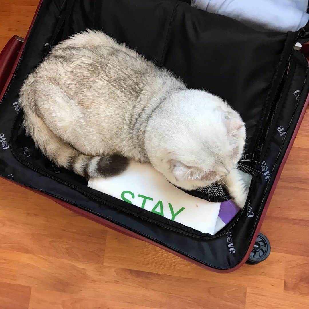 Haruのインスタグラム：「Life is travel. Sleeping in a luggage is travel as well. #ชีวิตคือการเดินทาง #นอนในเป๋าก็เท่ากับเดินทาง #รุจังนักท่องเที่ยวตัวกลม」