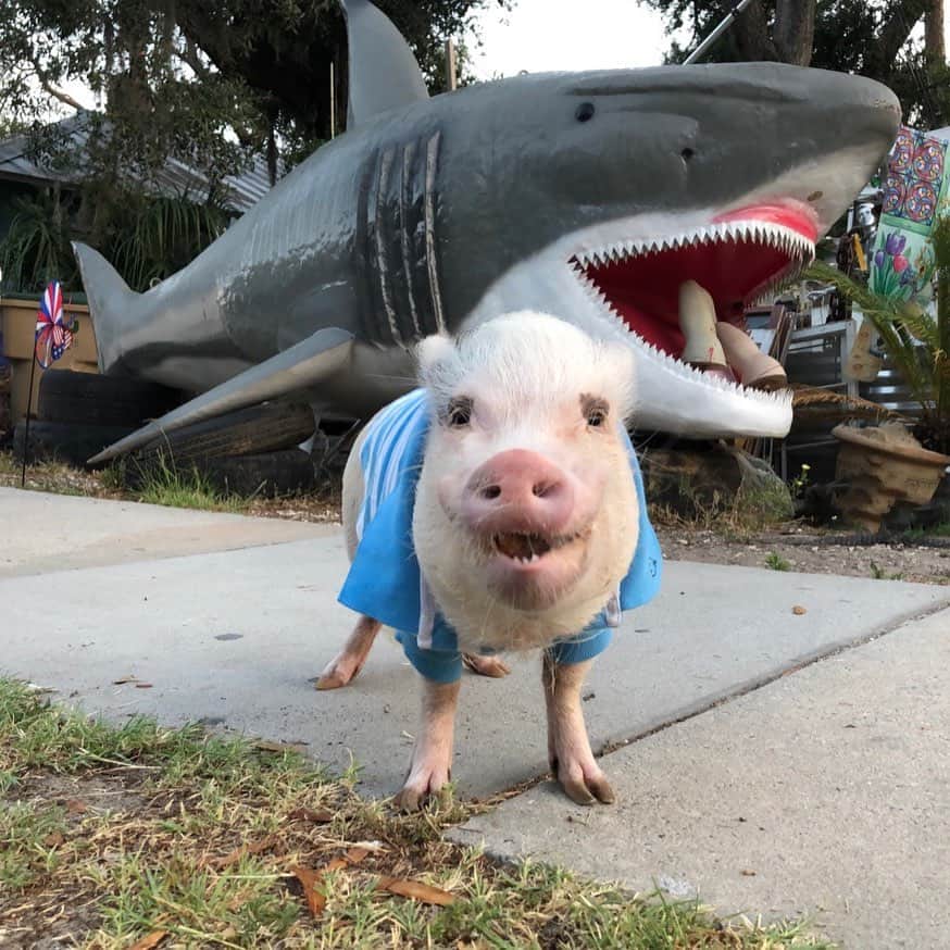 Priscilla and Poppletonさんのインスタグラム写真 - (Priscilla and PoppletonInstagram)「Silly Pop spotted a shark on our way to the park this morning, so naturally we had to stop, so he could say hi. He wants to know who is more JAWSOME, this shark or a Poppleshark? Can’t wait to see some of you in Forsyth Park in Savannah this morning from 9-10am.🐷💙🦈#tybeeisland #poppleshark #twins #SillyPop #PrissyandPop」6月2日 21時06分 - prissy_pig