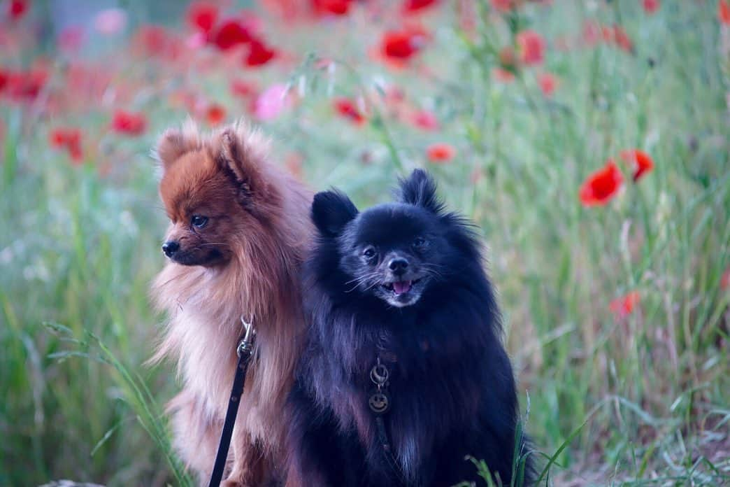 ポテチンさんのインスタグラム写真 - (ポテチンInstagram)「among poppies  4,5 photos by @mu_ku_ni」6月2日 21時04分 - pom.potechin