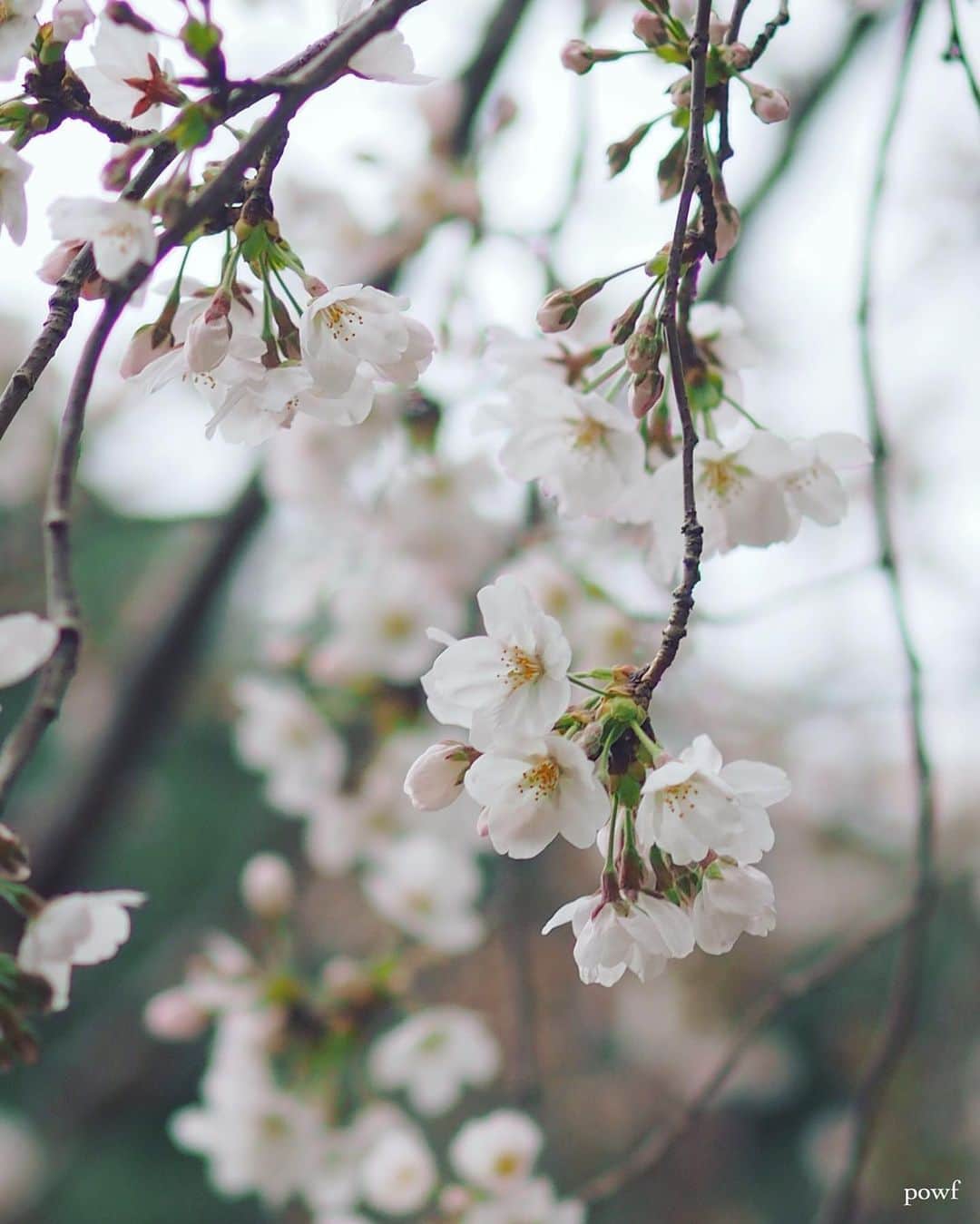 anemone_69のインスタグラム：「. ⋆*❀*⋆ฺ｡* . ついででなんなんですが、 桜のポストしそびれてたのを。 . もう紫陽花も日に日に 色濃くなってきてますが…😓 . . #ソメイヨシノ #染井吉野 #sakura #サクラ #桜 #cherryblossom . . .」