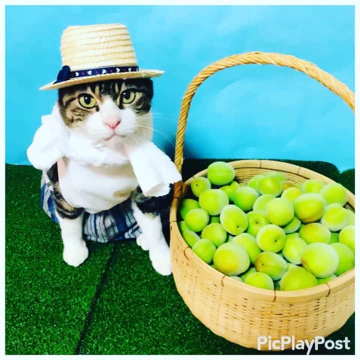 マロのインスタグラム