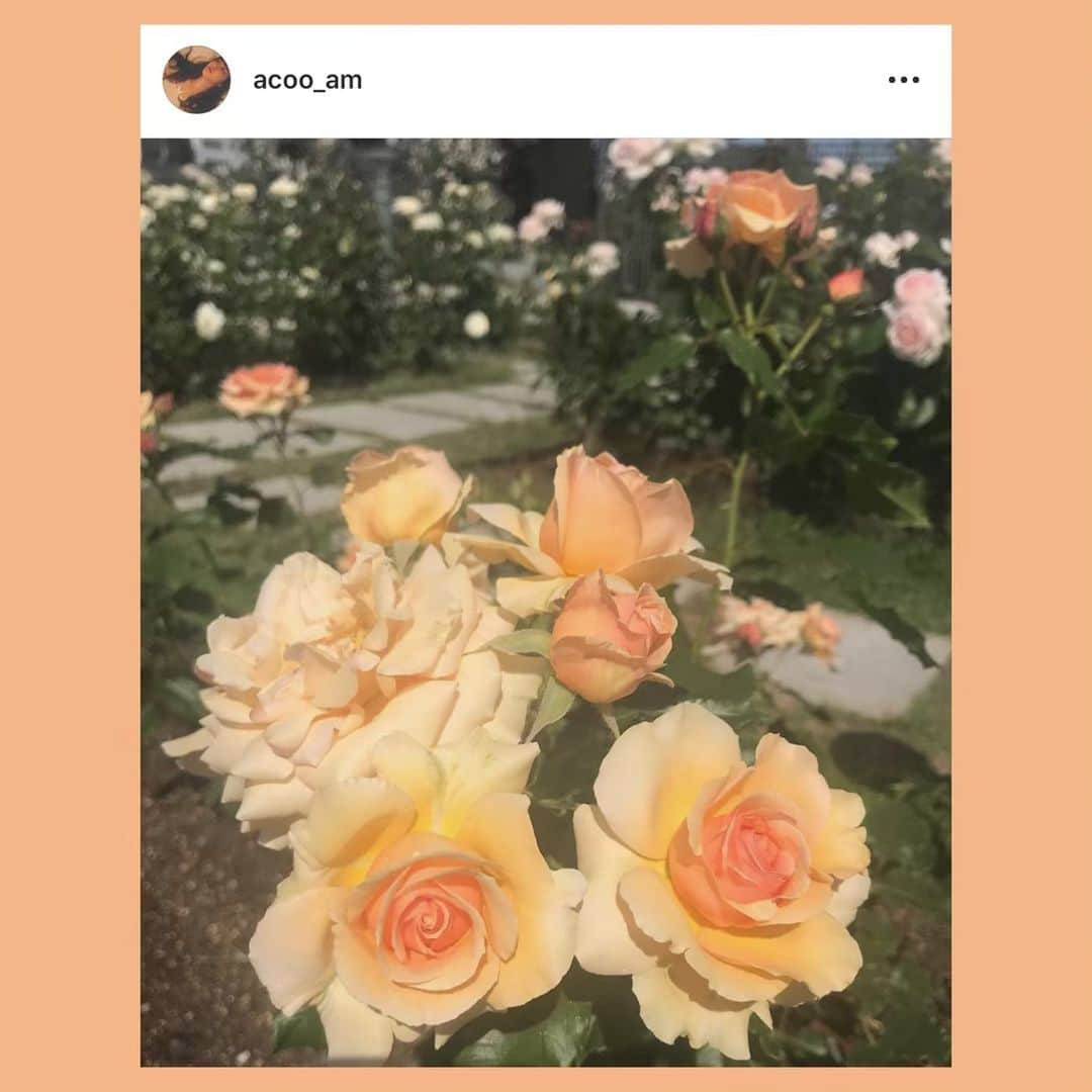 bis_web bis [ビス] さんのインスタグラム写真 - (bis_web bis [ビス] Instagram)「﻿ ﻿ June 2 , Sunday﻿ ﻿ ﻿ 🌷﻿ ﻿ ﻿ 過ごしやすいこの季節に﻿ きれいなお花を写真におさめて❤️﻿ ﻿ お部屋に飾っても﻿ お花畑に足を運んでもうっとりするようなお花がたくさん。﻿ ﻿ あじさいやひまわりのシーズンに突入する前に﻿ バラ園にも足を運んでみては？💕﻿ ﻿ きれいなお花を見つけたら﻿ @bis_web にタグ付けして投稿してね！﻿アカウントで紹介されるかも🌷 ﻿ ﻿ ﻿ #flower #花 #お花 #お花畑 #バラ #rose #チューリップ #tulip #花束 #お花屋さん #バラ園 #季節の花 #花のある暮らし #花のある生活 #diligenceparlour #表参道 #🌷 #💐 #🌹 #🌻 #flowers #japan #bis_web」6月2日 21時24分 - bis_web