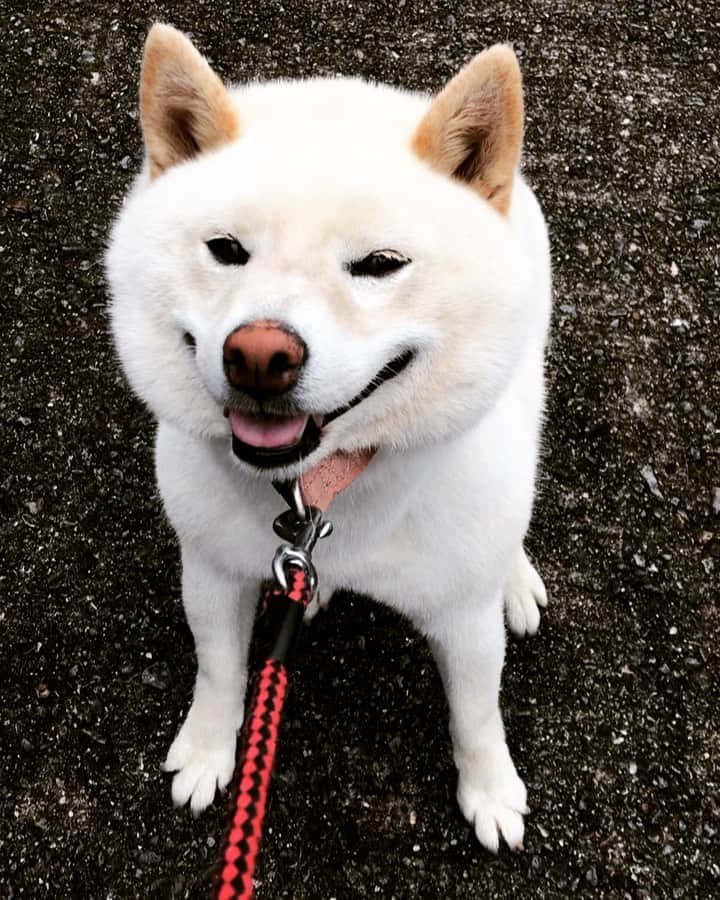 石川龍のインスタグラム：「法事のため愛媛へ帰省しました。実家の白柴のハナ、とても元気で何よりでした。 動かんと決めたらテコでも動かん、という強い意志を感じます。かわいいです。 #しばいぬ #白柴 #柴犬  #shibainu #shiroshiba」
