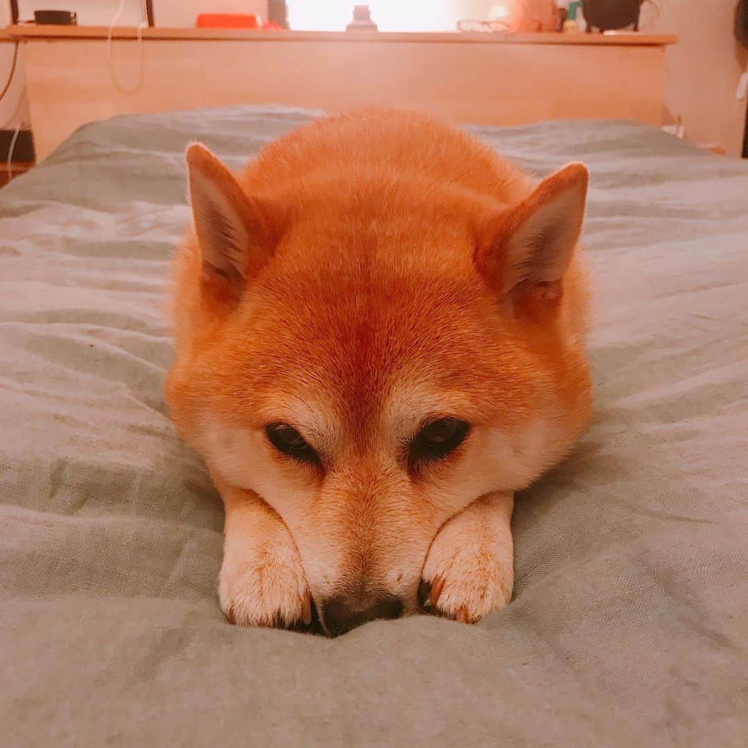マル子のインスタグラム：「このポーズ好き❤️ #マル子  #柴犬  #shiba  #手短か」