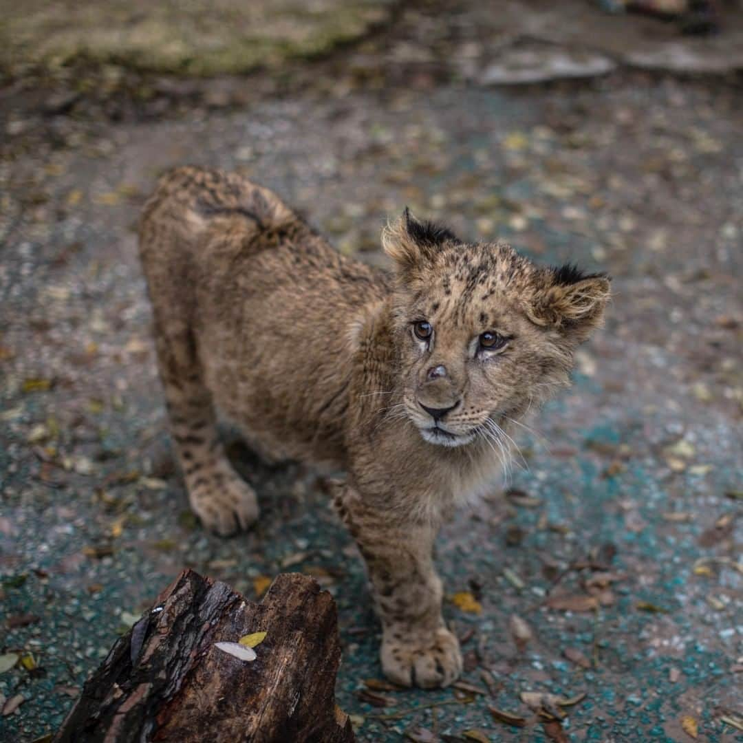 ナショナルジオグラフィックのインスタグラム