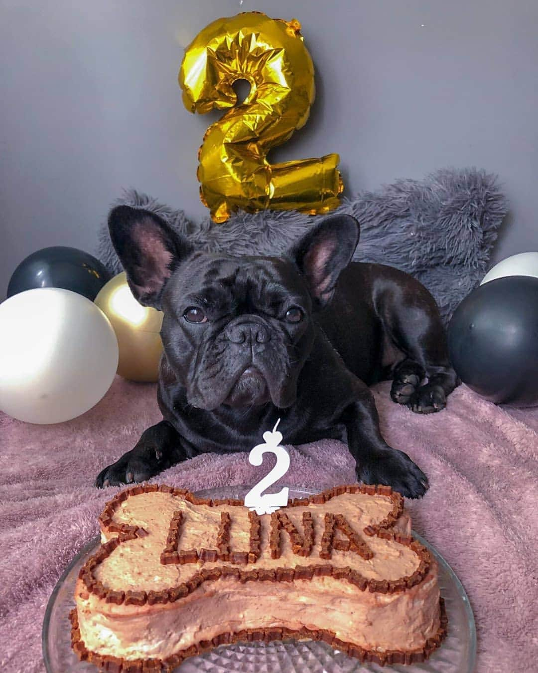 French Bulldogさんのインスタグラム写真 - (French BulldogInstagram)「I could never hoped for a better best friend than you. Happy Birthday Luna! ❤️ @lunathefrenchiie . . . . . #frenchbulldog #petsofhungary #frenchbulldoglife#thefrenchiepost #bulldoglife #bulldog #cute #daily_frenchie#frenchbulldogfeature #frenchielover #frenchiephotos#french_bulldogs #frenchies1 #yourdailyfrenchies#dogsthathike #kutyasbagazs」6月2日 22時04分 - frenchie.world