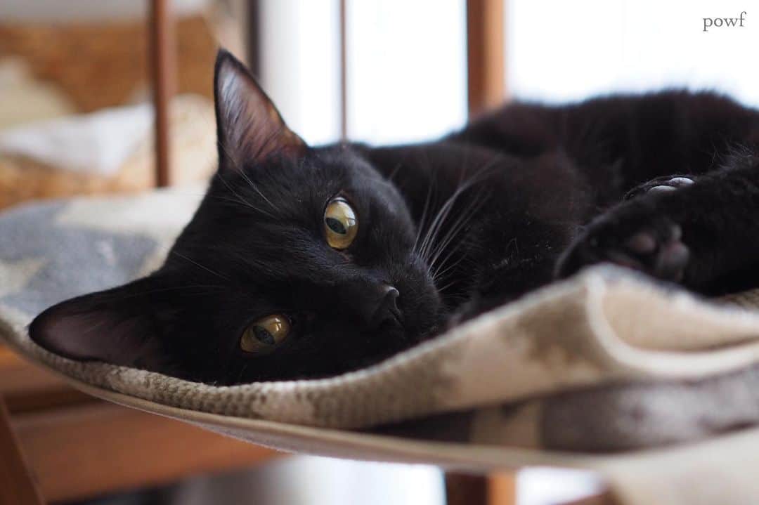 anemone_69のインスタグラム：「. #ハカセとキョウジュ #blackcat #黒猫 #cat #猫 #保護猫 . . .」