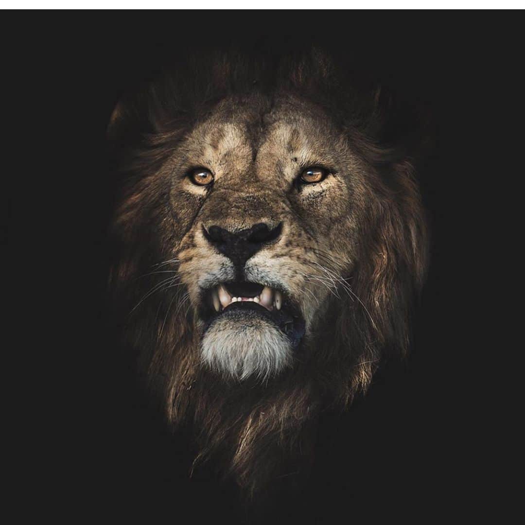 Phil Heathのインスタグラム：「Bring on first full week of June. Gonna continue onward putting in the work necessary to achieve the success that I dream of. Regardless of adversity, learn to reduce the noise of negativity and regain your own signal as this same frequency will be what creates constant waves of positive energy that will promote greatness! I wish you all a positive day, week and Month. We have 7 months to go before 2020, so enough talk, let’s get to fckin work because like my man @attackathletics says, “You are not ‘born with greatness.’ You do not ‘deserve’ greatness. Greatness is EARNED.” #PhilHeath #7xMrOlympia #TheGift #GiftedAthletics #LionsBlood #DreamKiller #HeroVillain #Retribution #NeverApologizeForBeingGreat #Humility #Gratitude #HardWork」