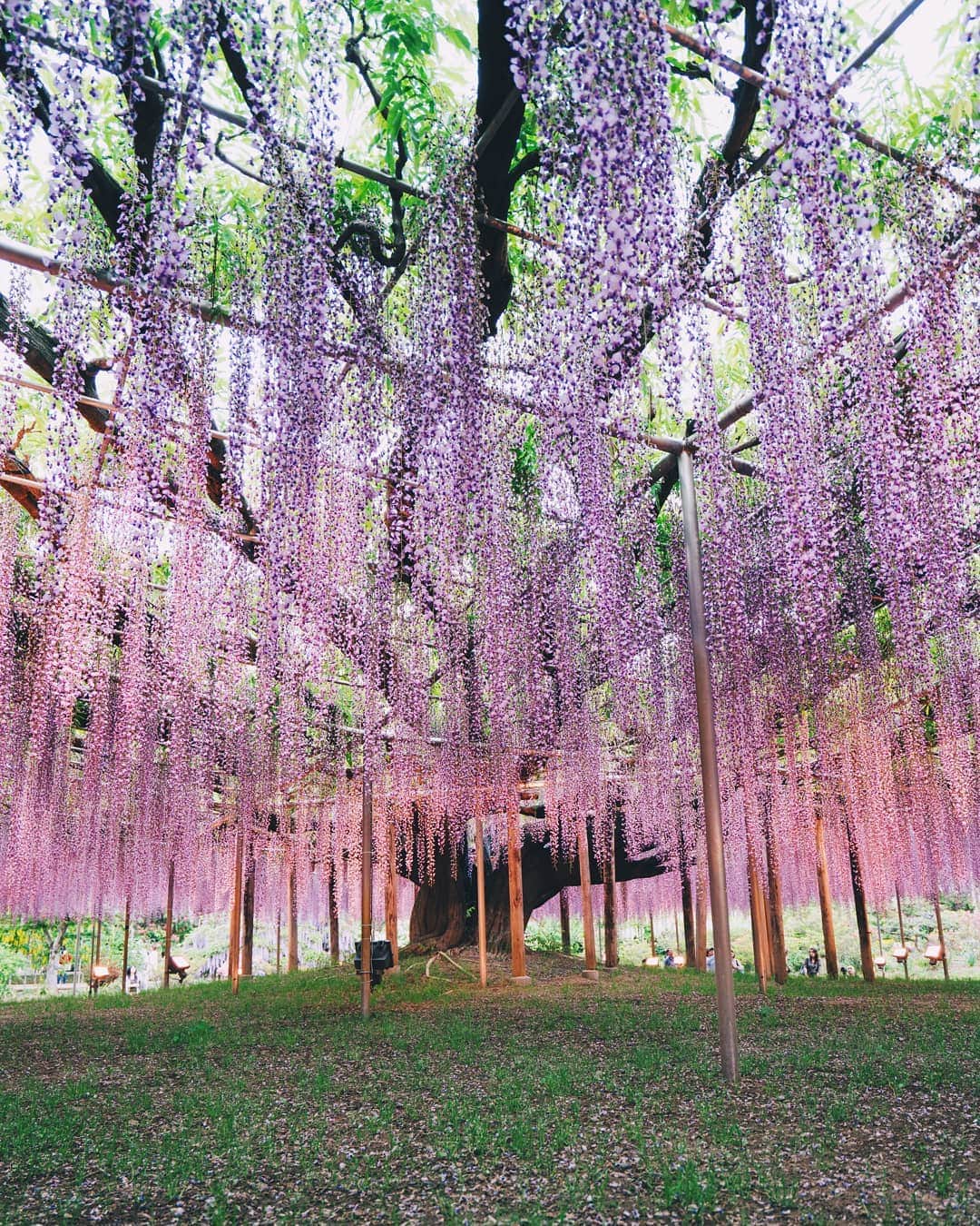 のインスタグラム：「Ashikaga」