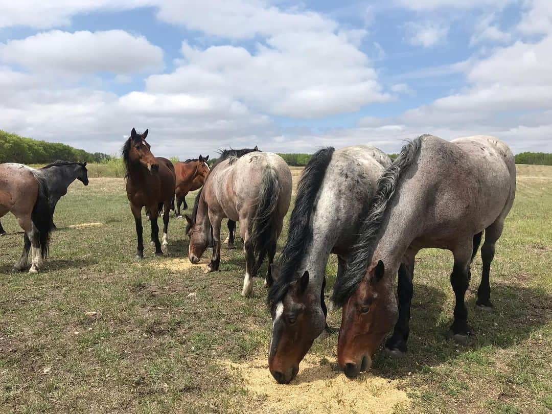 アマンダ・エボラさんのインスタグラム写真 - (アマンダ・エボラInstagram)「Horsin’ around in the wild, eh?! Neigh!! 🐎😂 You know you love my lame joke @paigehlawrence !  #lastSunday #WildHorses #PaigesRanch」6月2日 23時04分 - acevora84