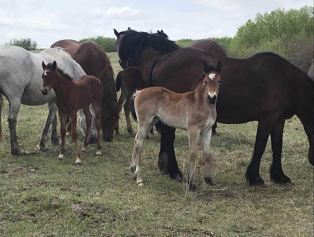 アマンダ・エボラさんのインスタグラム写真 - (アマンダ・エボラInstagram)「Horsin’ around in the wild, eh?! Neigh!! 🐎😂 You know you love my lame joke @paigehlawrence !  #lastSunday #WildHorses #PaigesRanch」6月2日 23時04分 - acevora84