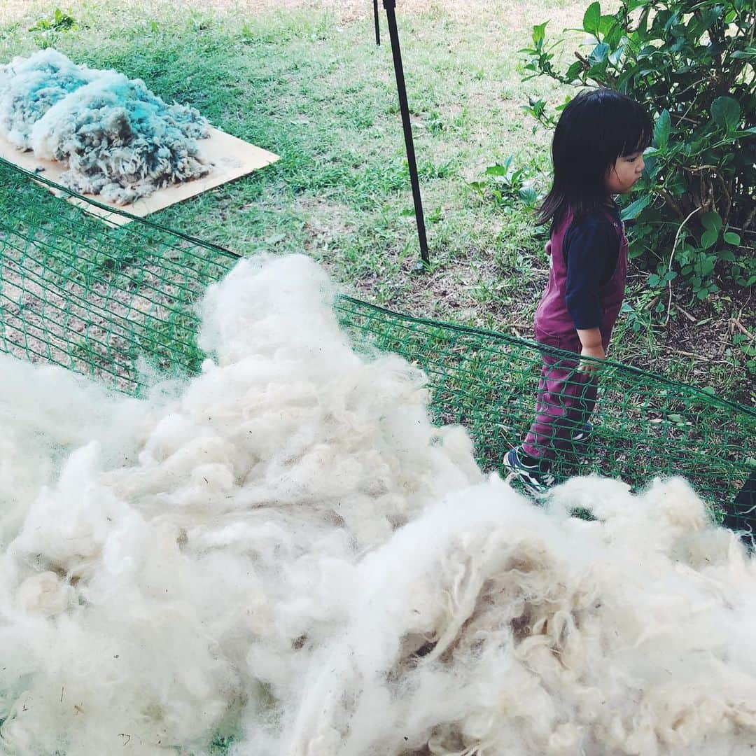 nonさんのインスタグラム写真 - (nonInstagram)「羊を飼ってるご近所さん（車で10分）が夏に向け、羊さんの毛を刈るというので参加させてもらった日曜日。  生後３日の子羊のかわいさ...！！ 一年分の毛をちょきちょき刈って、洗って、干して、ふわふわの羊毛は、紡いだら糸になるね。 すごいなあ。  羊さんたちも晴れてサマーカットに。  子羊の里親募集中と聞いて、前のめりな花種さん。  羊🐑飼うのはさすがに。。。今は。。。 軟弱な母ですまぬ。」6月2日 23時04分 - non19841120