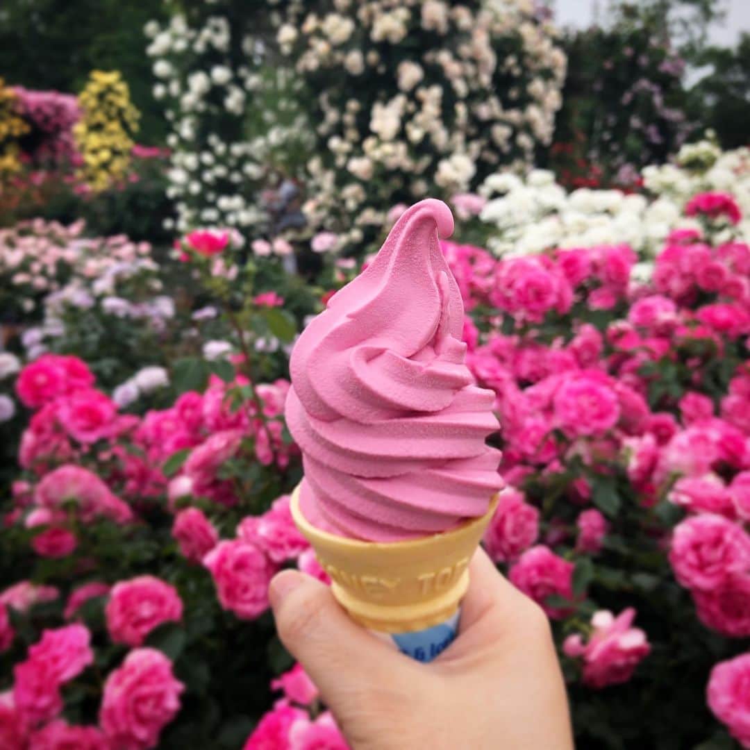 雨月衣さんのインスタグラム写真 - (雨月衣Instagram)「バラ園の締めはやっぱり バラソフト🍦🌹 美味しい！」6月2日 23時16分 - ugetsukoromo