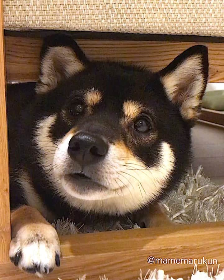 まめ丸のインスタグラム：「* * ソファの下でまったり🐶💓 ねるまえにもうちょっとパパママと あそんであげようかな🐶❓ --------------------------------- 今日のいたずらブログにかいたよ🐶💓 プロフィールのURLかストーリーからみてね🍀 * hide-and-seek♪ I hid under the sofa🐶💓 --------------------------------- I updated my blog🐶💓 The URL is in my profile. Please visit it if you have time❣️ * #子グマさんみたいだね🧸 #おちつくし床つめたくてきもちいいの #ソファの下のまめ丸 シリーズ * #柴犬#豆柴#柴#黒柴#犬#ふわもこ部#いぬのきもち部#shiba#shibainu#shibastagram#shibadog#puppy#instadog#dogstagram#dog#instashiba#petstagram#pet#cutepetclub#강아지#멍스타그램#doglover#ilovemydog#weeklyfluff#まめ丸かくれんぼ」