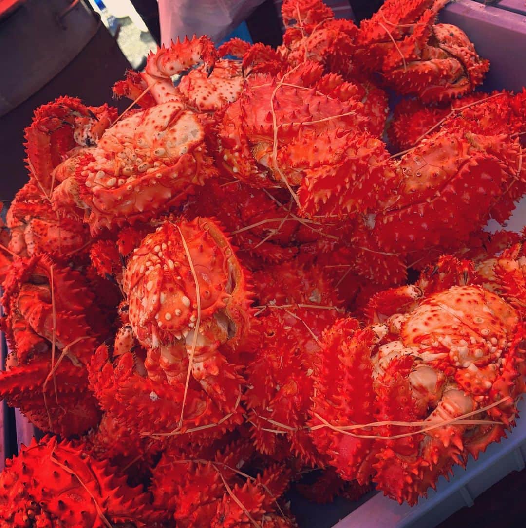 真崎ゆかさんのインスタグラム写真 - (真崎ゆかInstagram)「おちいし味祭り行ってまいりました♬ とっても良いお天気で最高のイベント日和でしたわ🌞 ・ 一緒に歌を口ずさんでくれた方も、大きく手を振ってくれた方も、話しかけてくれた方もみーーーんな本当に素敵な笑顔で、とっても嬉しくなっちゃいました♡ ・ 太鼓はとっても迫力あったし、キッズダンサーズのダンスバトルもあって面白かった💃🕺 ・ 漁港で行われていたので見晴らしも良く、普段あまり味わうことのできない環境で歌わせていただきました⚓︎ 地元のみなさん、あたたかく受け入れてくださってありがとうございました😊✨ ・ #北海道 #落石 #落石漁港 #おちいし味まつり #根室 #初上陸 #イベント #魚介 #カニ美味しかった🦀 #ウニは売り切れてしもたー #天気良かった #でも実はかなり寒かった #白い息出てた #また行きたい場所 #自然 #空気が澄んでる #深呼吸したくなる場所 #アプリの加工機能が凄くてちょっと戸惑っちゃう」6月2日 23時23分 - masakiyuka