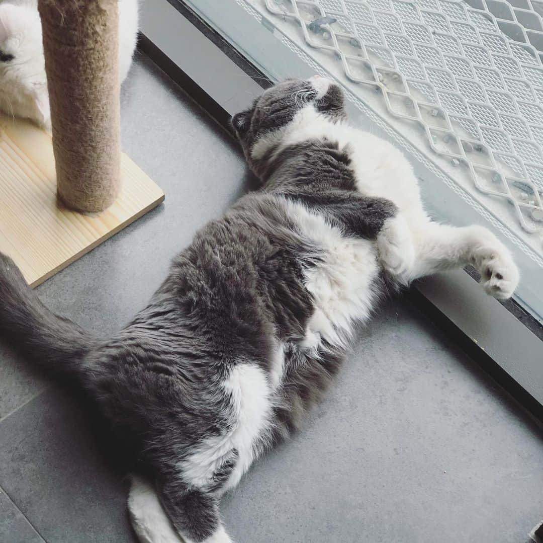YingTzeさんのインスタグラム写真 - (YingTzeInstagram)「Today is EarlGrey’s 2nd Birthday ! ❤️✨ _ EarlGrey is a Scottish Fold that I got when he is 10 months old from @catmart.my . I’m very thankful that they have raised such an amazing cat and I’m really blessed to be able to have him as part of my cat family . 😌❤️ _ EarlGrey and BabyG made 6 beautiful kittens together : Small Baby , Lancelot and Venom is very close to him that they are like lovers ! 😂 He is a lazy cat , I rarely see him walk except when running for food or jump on my bed.  _ p/s : Gave him a feast this morning but sadly tonight got work so can’t cuddle him whole day 😂 #blessed #catsofinstagram #catbirthday #scottishfold #catsmalaysia #catfamily」6月2日 23時35分 - yingtze