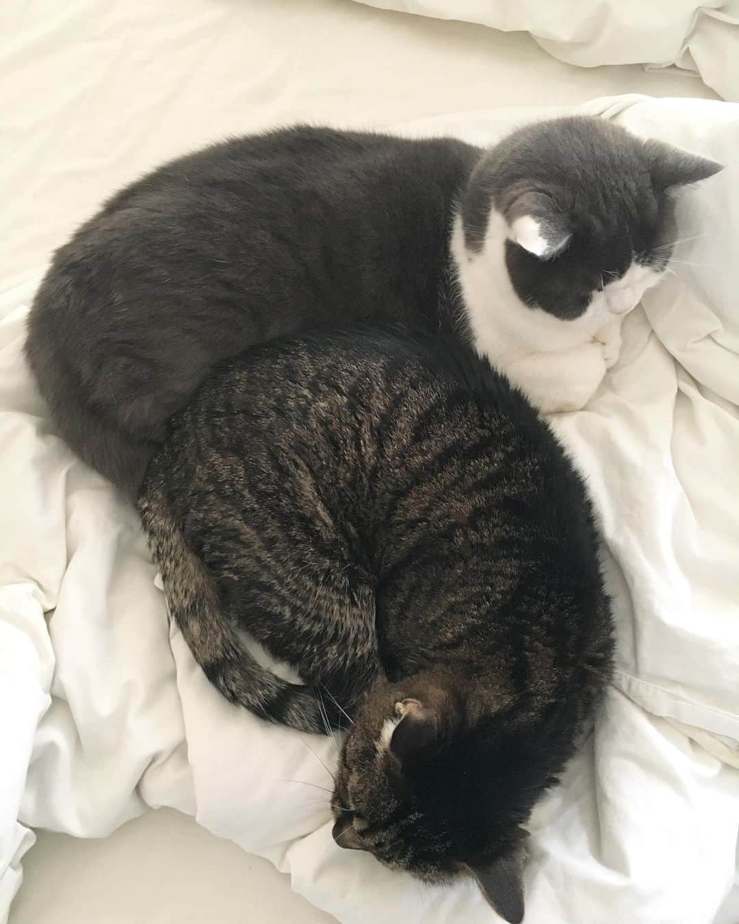 catinberlinさんのインスタグラム写真 - (catinberlinInstagram)「Summer has finally arrived in Berlin...which means more napping for these two. 😸🙄 www.catinberlin.com」6月2日 23時27分 - catinberlin