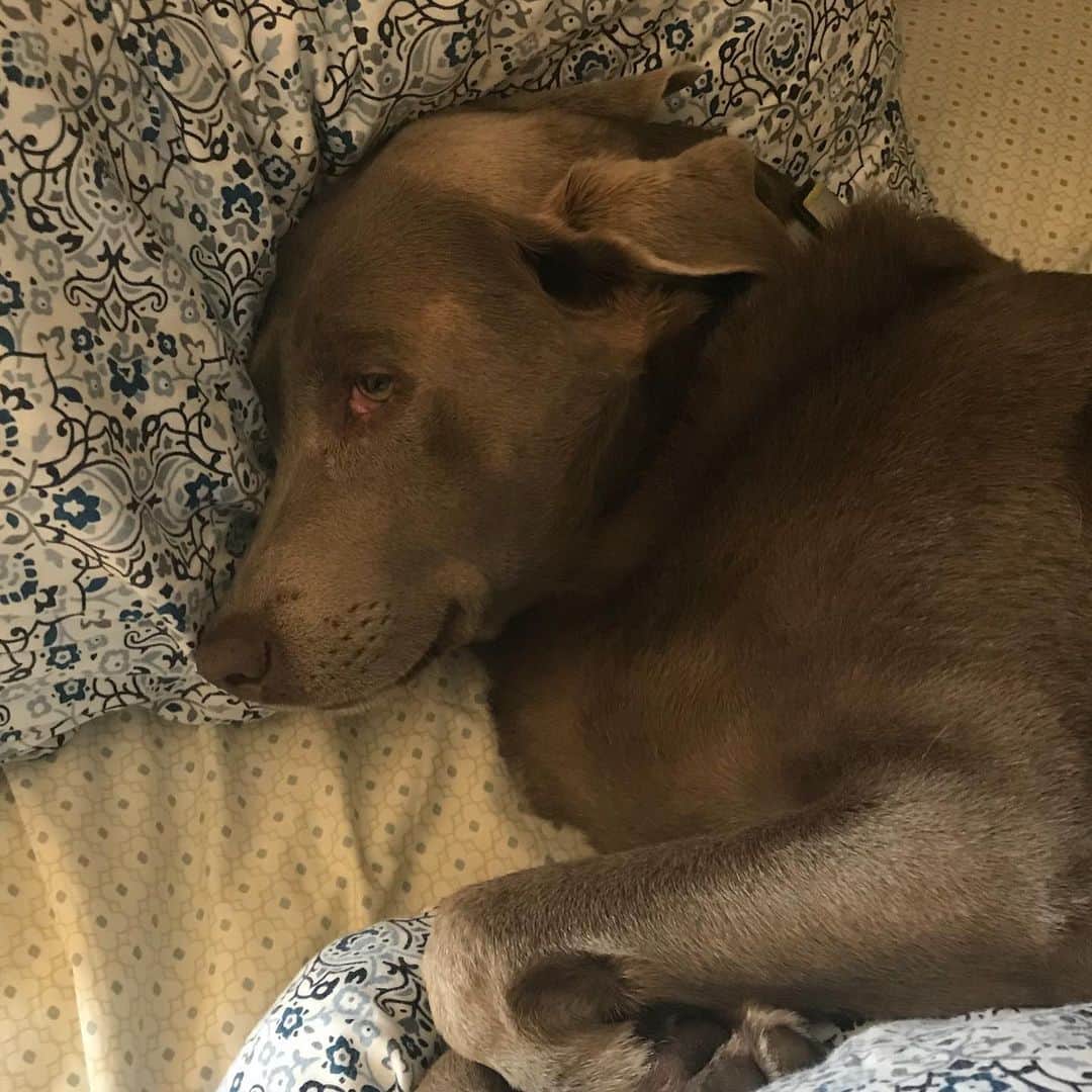 ストーン・コールド・スティーブ・オースチンのインスタグラム：「When I go for that first cup of coffee and Moolah highjacks my spot.. #doglife #silverlab #labsofinstagram」