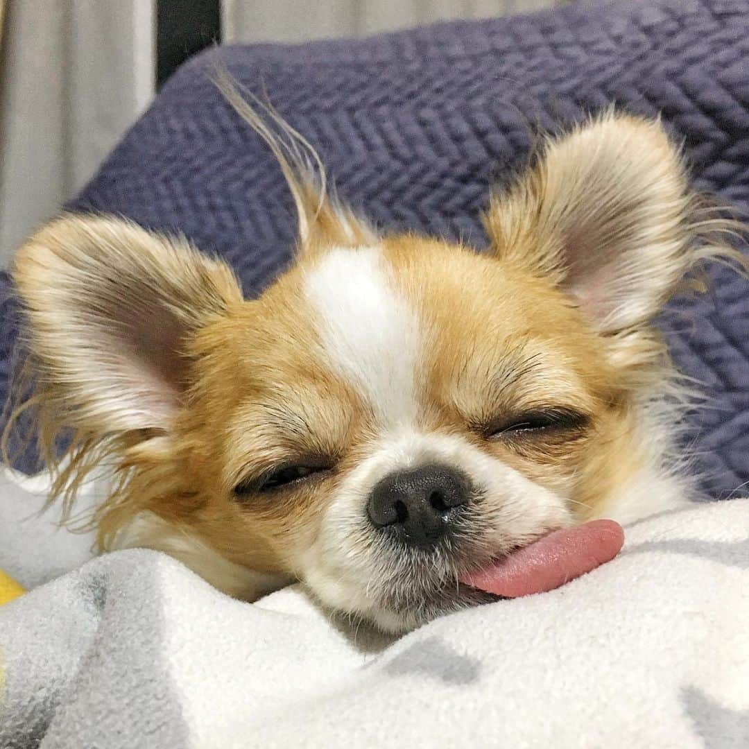 ちまのインスタグラム