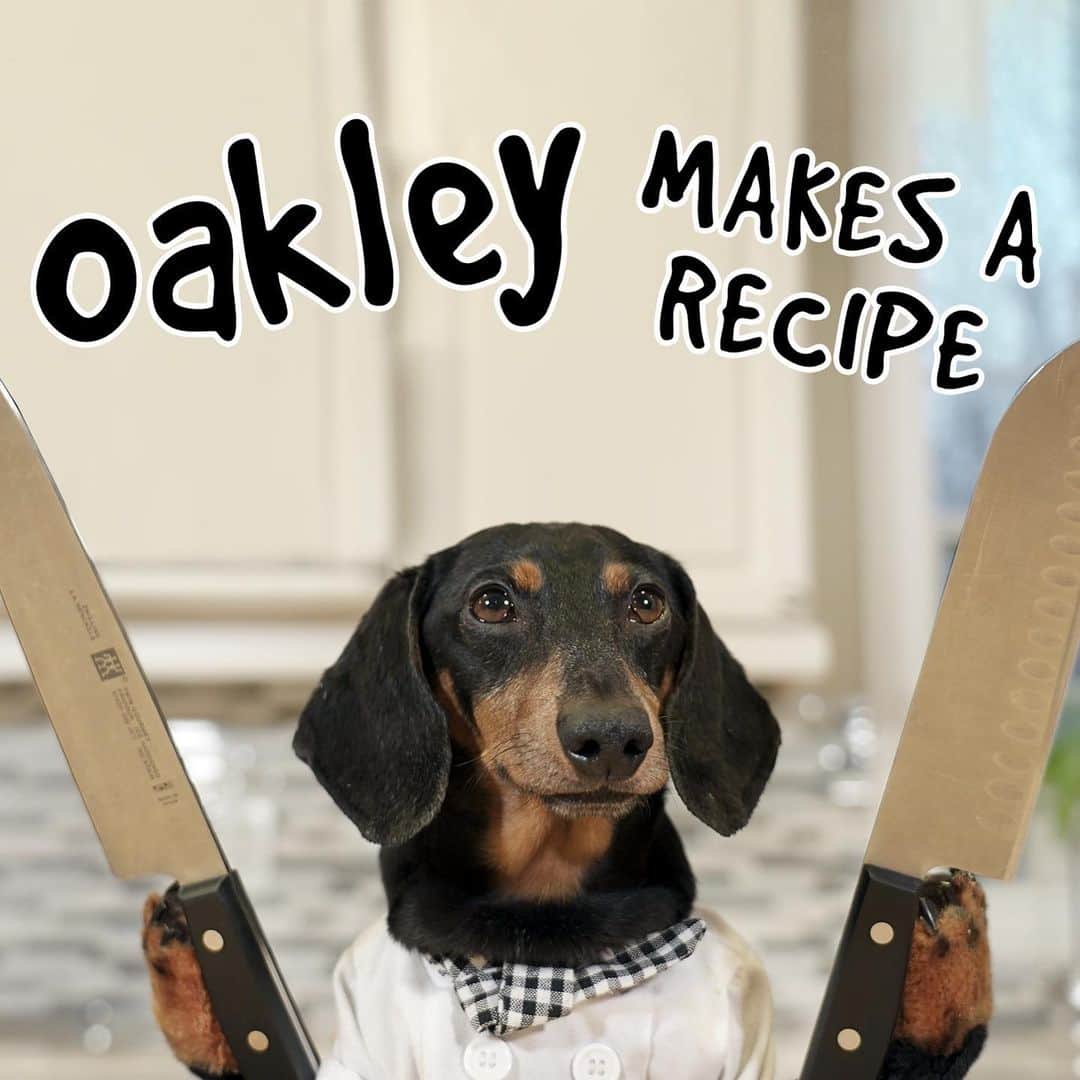 Crusoe the Celebrity Dachshundさんのインスタグラム写真 - (Crusoe the Celebrity DachshundInstagram)「“Now say it 5 times fast!!🤣Go watch FULL NEW VIDEO of Oakley’s cook show via link in profile!” ~ Crusoe」6月2日 23時52分 - crusoe_dachshund
