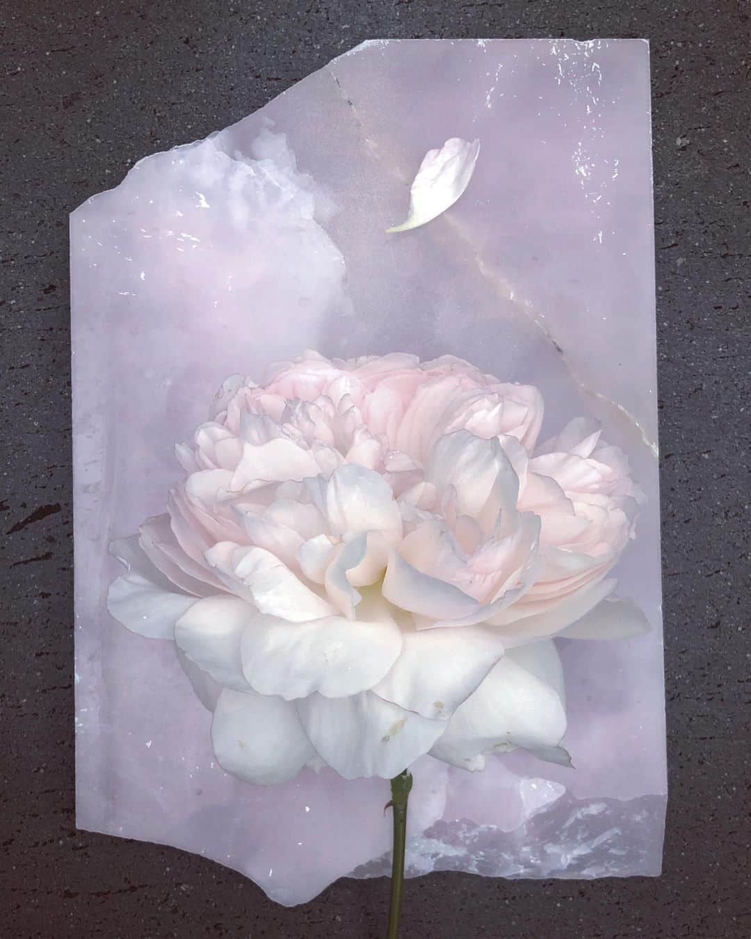 ニック・ナイトさんのインスタグラム写真 - (ニック・ナイトInstagram)「Rose from my garden.  Sunday 2nd June 2019.」6月2日 23時50分 - nick_knight