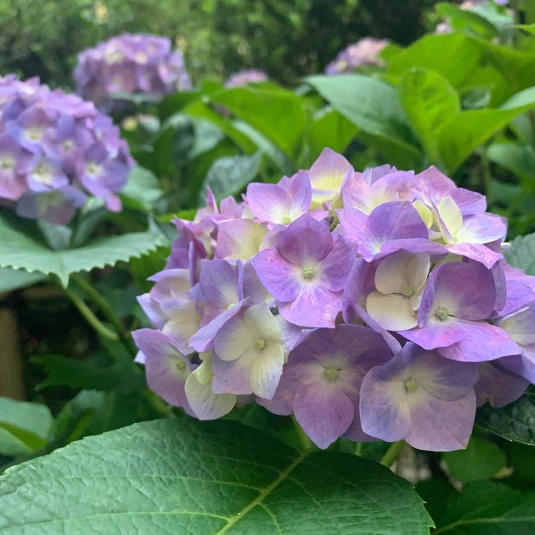 牛窪万里子さんのインスタグラム写真 - (牛窪万里子Instagram)「我が家の庭では紫陽花が色付き始めました。  この紫陽花のパープルは大好きな色❤️ #紫陽花 #美しいものが好き  #6月」6月2日 23時55分 - mariko_ushikubo