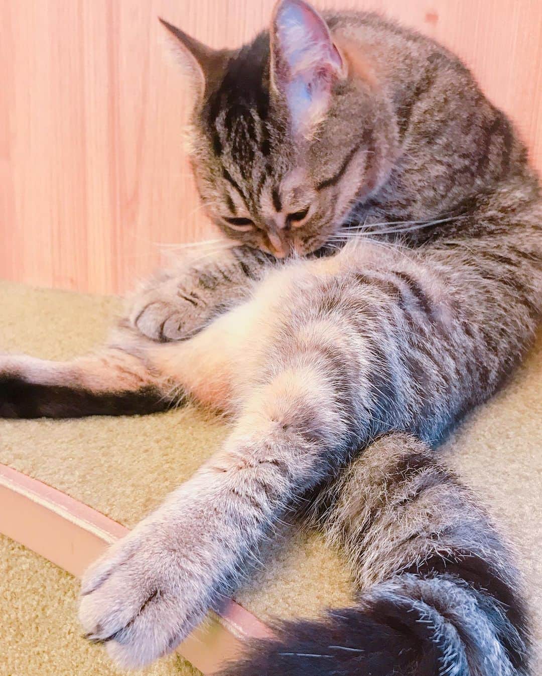 秋山依里さんのインスタグラム写真 - (秋山依里Instagram)「♡﻿﻿ ﻿﻿ 猫カフェ・僕と猫。さんで一日店長イベントでしたฅ^•ω•^ฅ💕﻿ ﻿ 猫ちゃんたちを眺めてるだけで最高に幸せでした...( *´꒳`* )♡﻿ 来てくださった皆さま、ありがとうございました🐈💓﻿ ﻿ #僕と猫 #猫カフェ #コスプレイヤー #被写体 #cosplaygirl #cosplayer #cosplayerofinstagram #selfie #model #japanesecosplayer #japanesegirl  #cosplayerofinstagram #selfiegram #自撮り #셀카 #自拍 #いつかのあきやまさん」6月3日 0時06分 - akiyama__eri