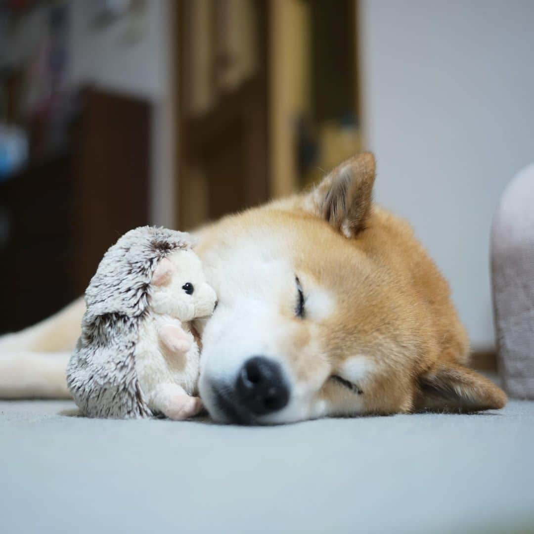 まる（まるたろう）さんのインスタグラム写真 - (まる（まるたろう）Instagram)「Good night!✨🐶💤✨また明日から頑張ろうね〜 #6月はいい日があるかな #お肉大盛りの日とか #あるといいな #ハリーさん一緒に寝よっか #ぎゅーって」6月3日 0時20分 - marutaro