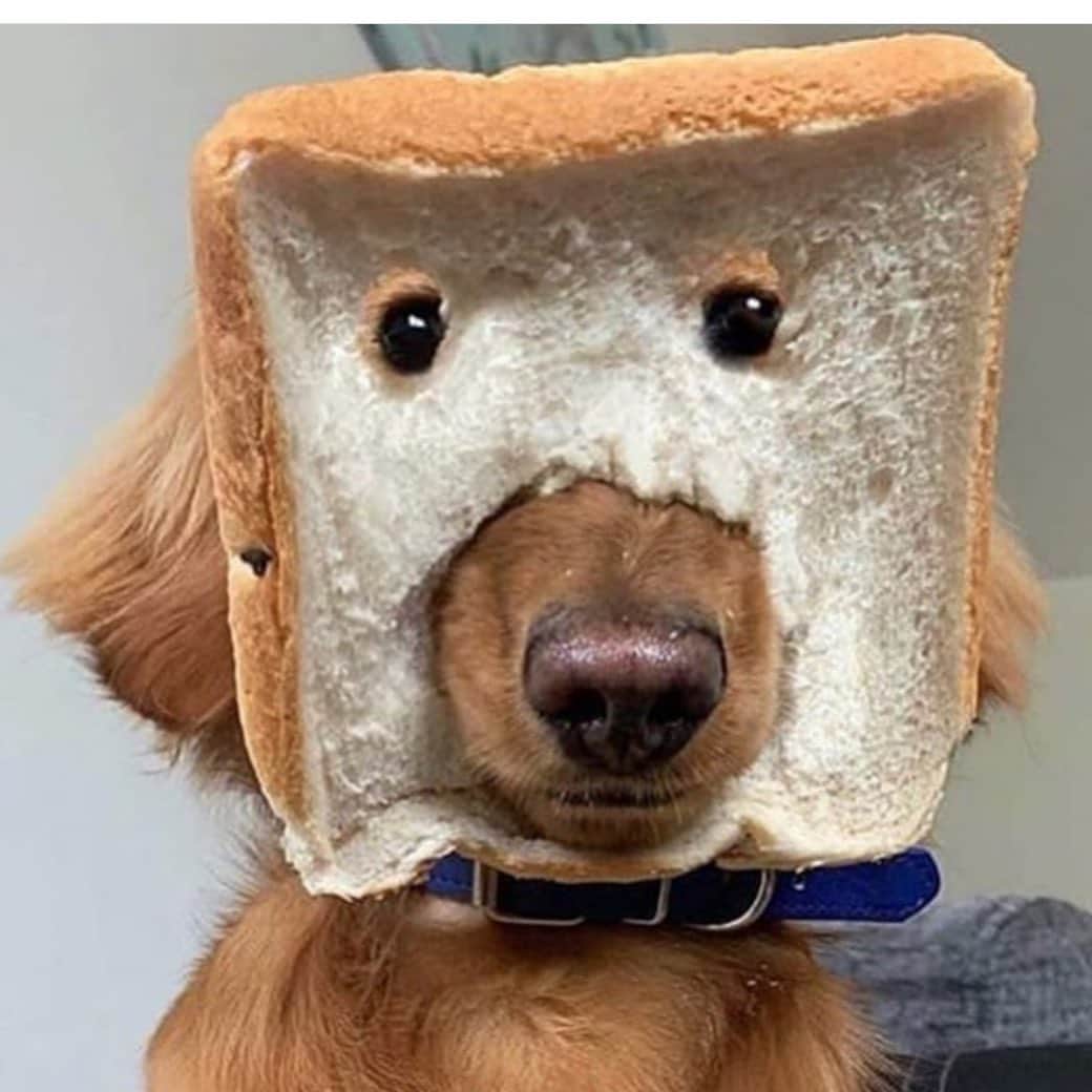 エイミー・セダリスさんのインスタグラム写真 - (エイミー・セダリスInstagram)「#purebread @earlboykins3」6月3日 0時28分 - amysedaris