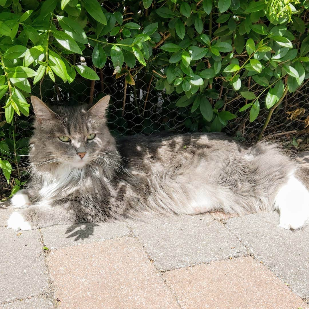 Nila & Miloさんのインスタグラム写真 - (Nila & MiloInstagram)「A tiny bit of shade. 😻❤️🏖️ #summercat #shade #siberiancat #sundayvibes」6月3日 0時30分 - nilamilo