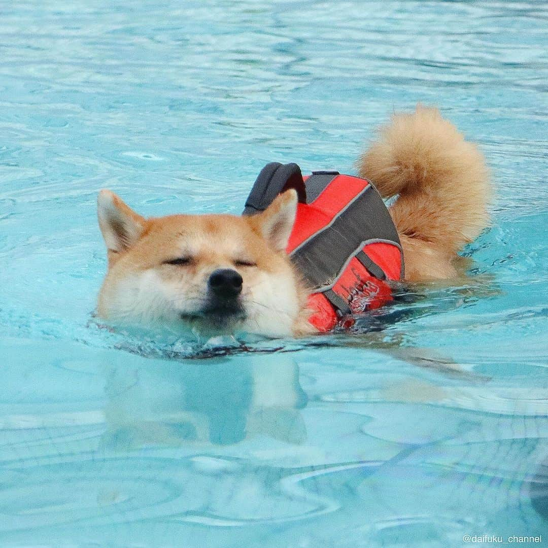 だいふくさんのインスタグラム写真 - (だいふくInstagram)「スーイスーイ🏊プールさいこー🐶 今年もいっぱい泳ぎにいくよ👍🏻 swim swim swim👙 #水泳 #プール #自由形 #犬かき」6月3日 0時34分 - daifuku_channel