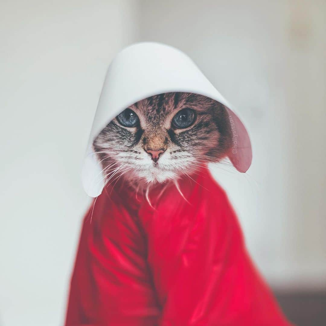 Holly Sissonさんのインスタグラム写真 - (Holly SissonInstagram)「Under his eye. One week until the return of the Handmaid’s Tale (or...Tail 🤔😹), who’s excited to see what will happens next?  #SiberianCat #handmaidstale (See more of Alice, Finnegan, and Oliver, on @pitterpatterfurryfeet) ~ Canon 1D X MkII + 50 f1.4 @ f2 See my bio for full camera equipment information plus info on how I process my images. 😊 ~ @bestmeow #bestmeow」6月3日 0時44分 - hollysisson