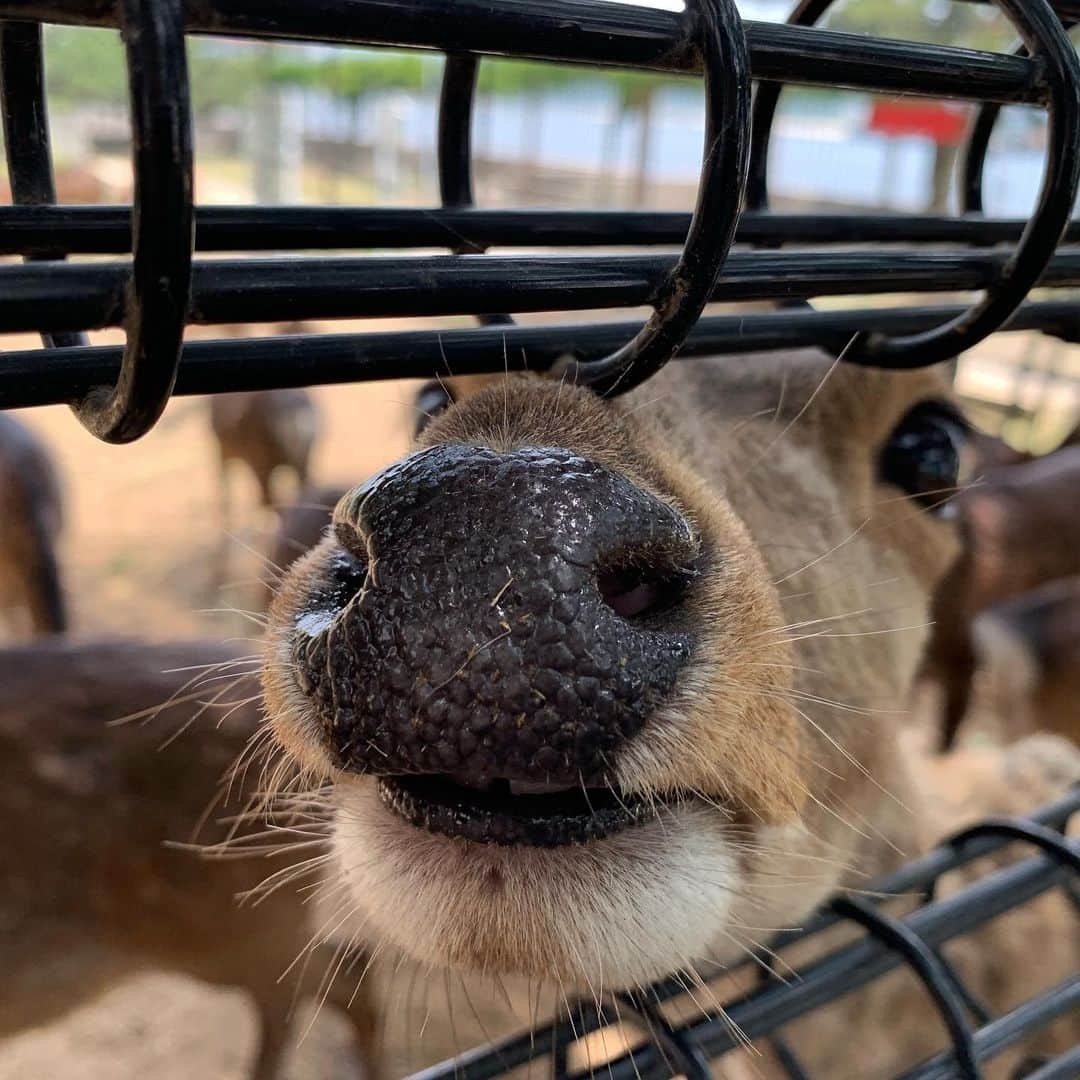 天乃舞衣子さんのインスタグラム写真 - (天乃舞衣子Instagram)「北条鹿島！ 鹿の船に乗って約3分。 自然いっぱいで癒されたぁ。 鹿の角って、皮膚なんだって。」6月3日 0時42分 - amanomaiko